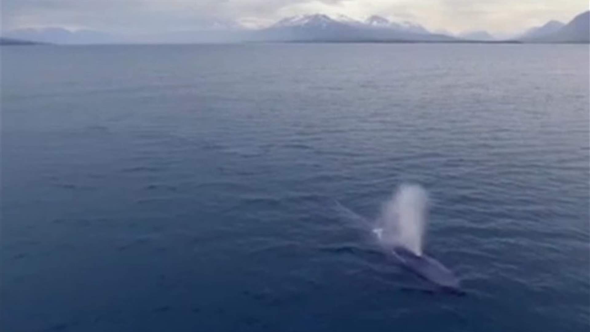 Caught On Camera: Blue Whale Spotted Off Iceland Coast