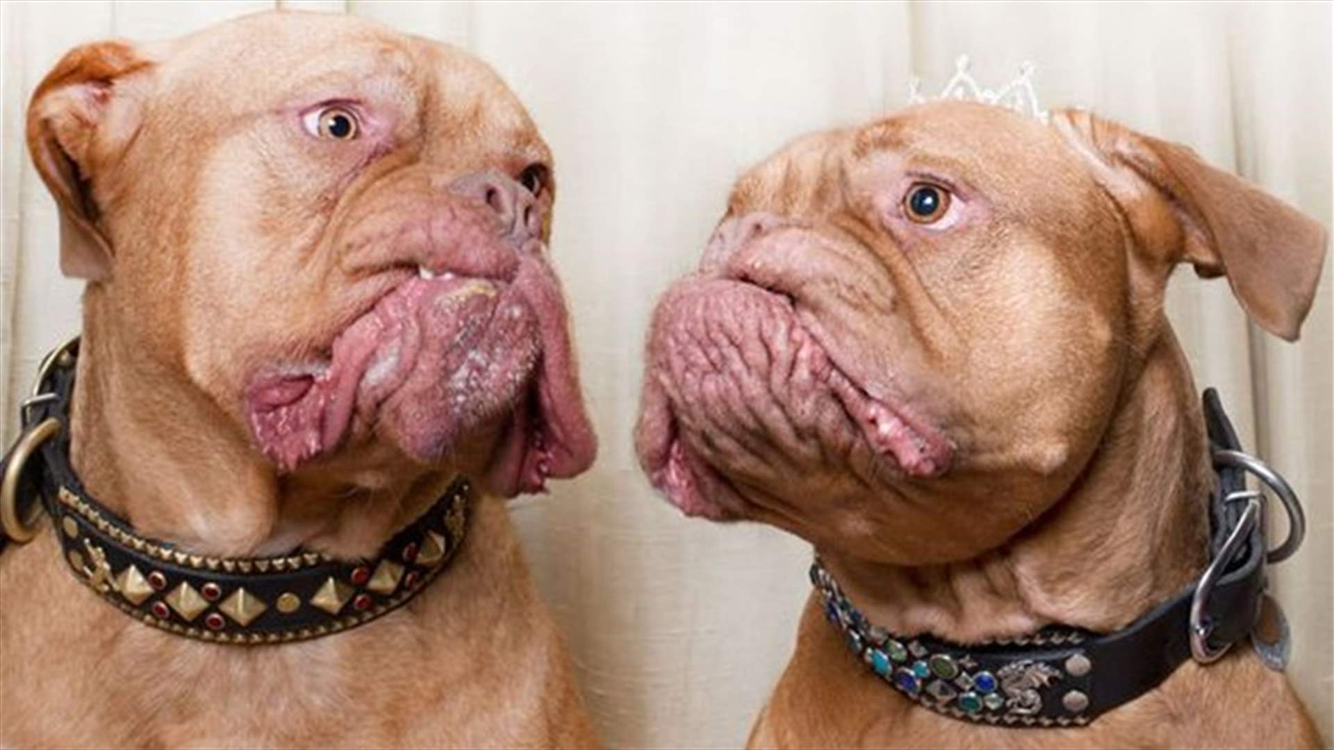 [PHOTOS] Dogs Pose Adorably In Photobooth