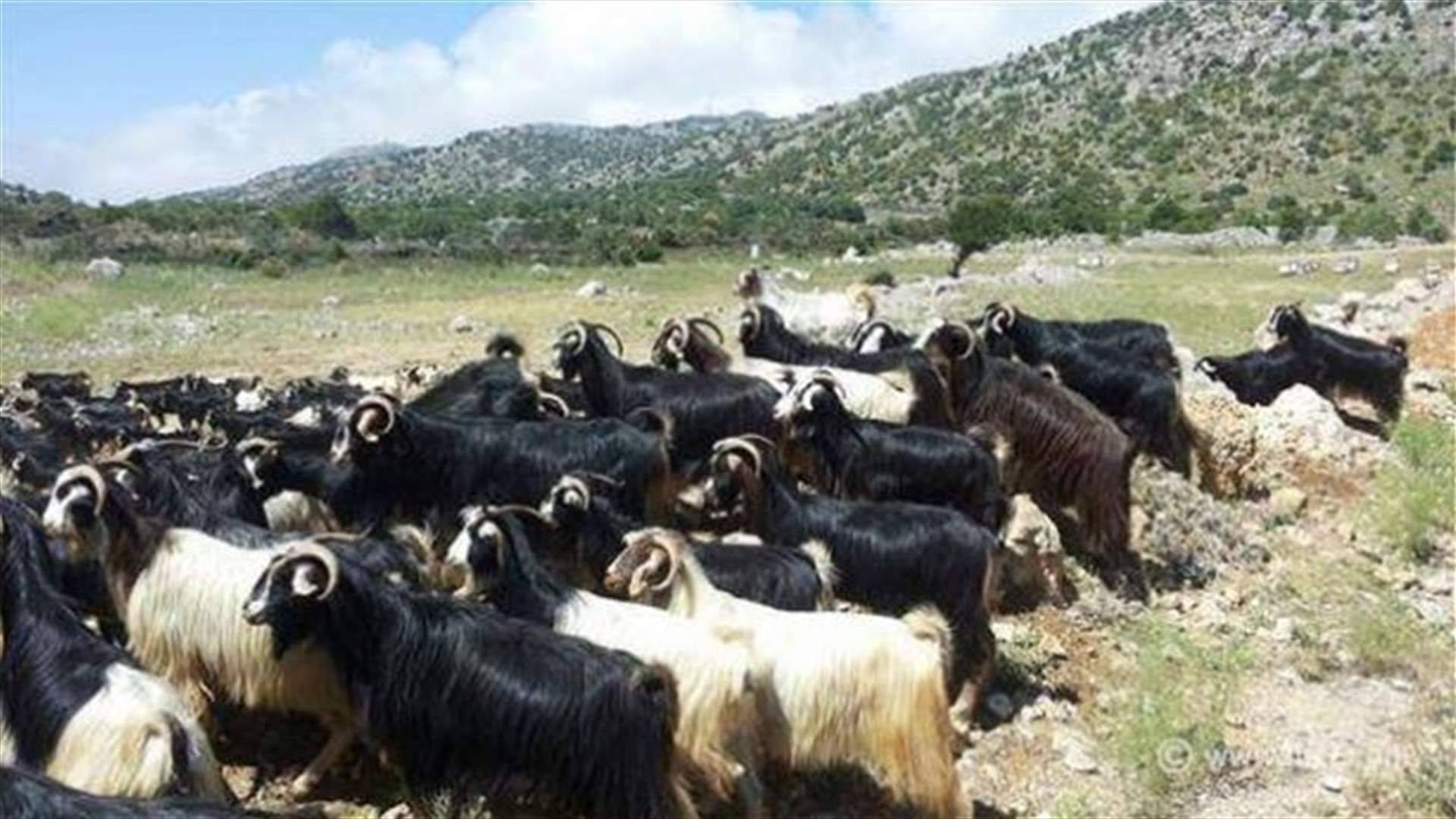 القوات الاسرائيلية اطلقت قطيع الماشية المختطف من خراج شبعا