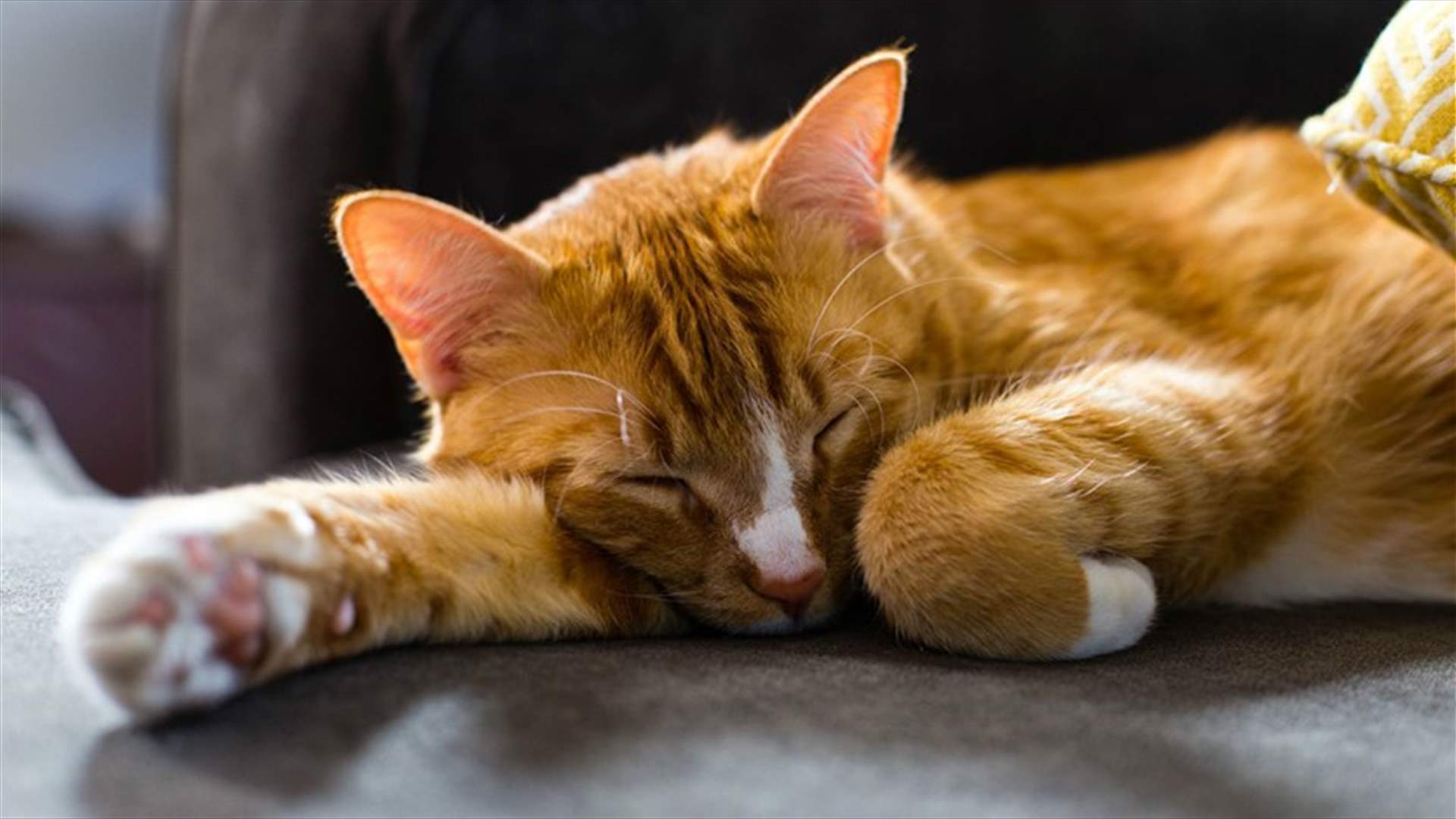 List of Foods to Avoid before Bed If You Want the Perfect Night&#39;s Sleep