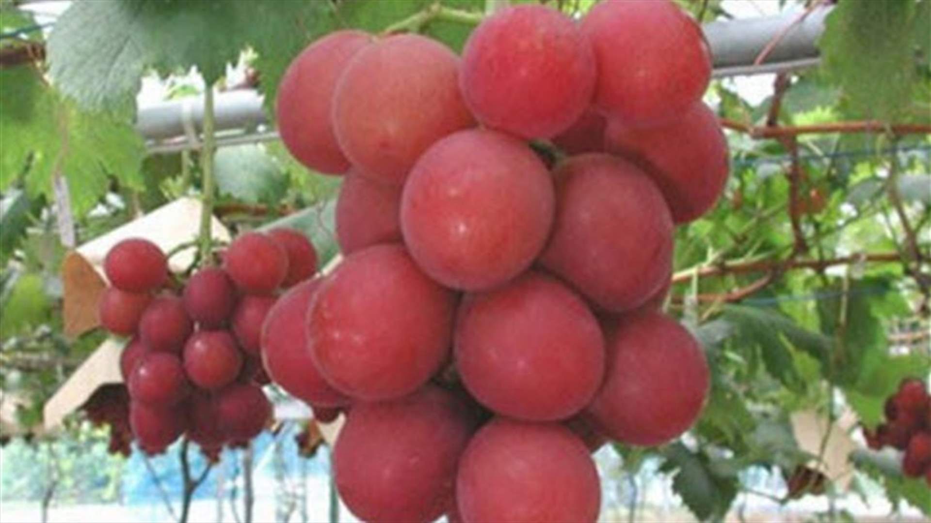 عنقود عنب بسعر خيالي... 350 دولاراً للحبة الواحدة!