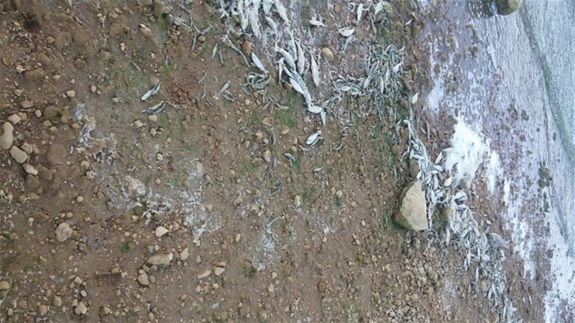 نفوق كمية كبيرة من الاسماك في بحيرة القرعون