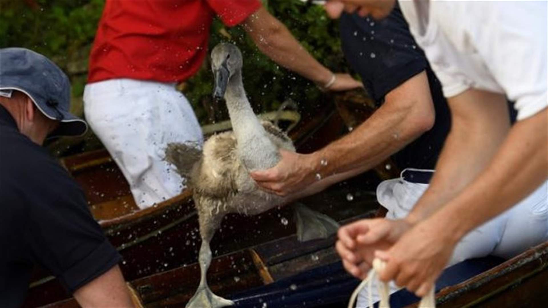 Annual Royal 'Swan-Upping' takes place on River Thames