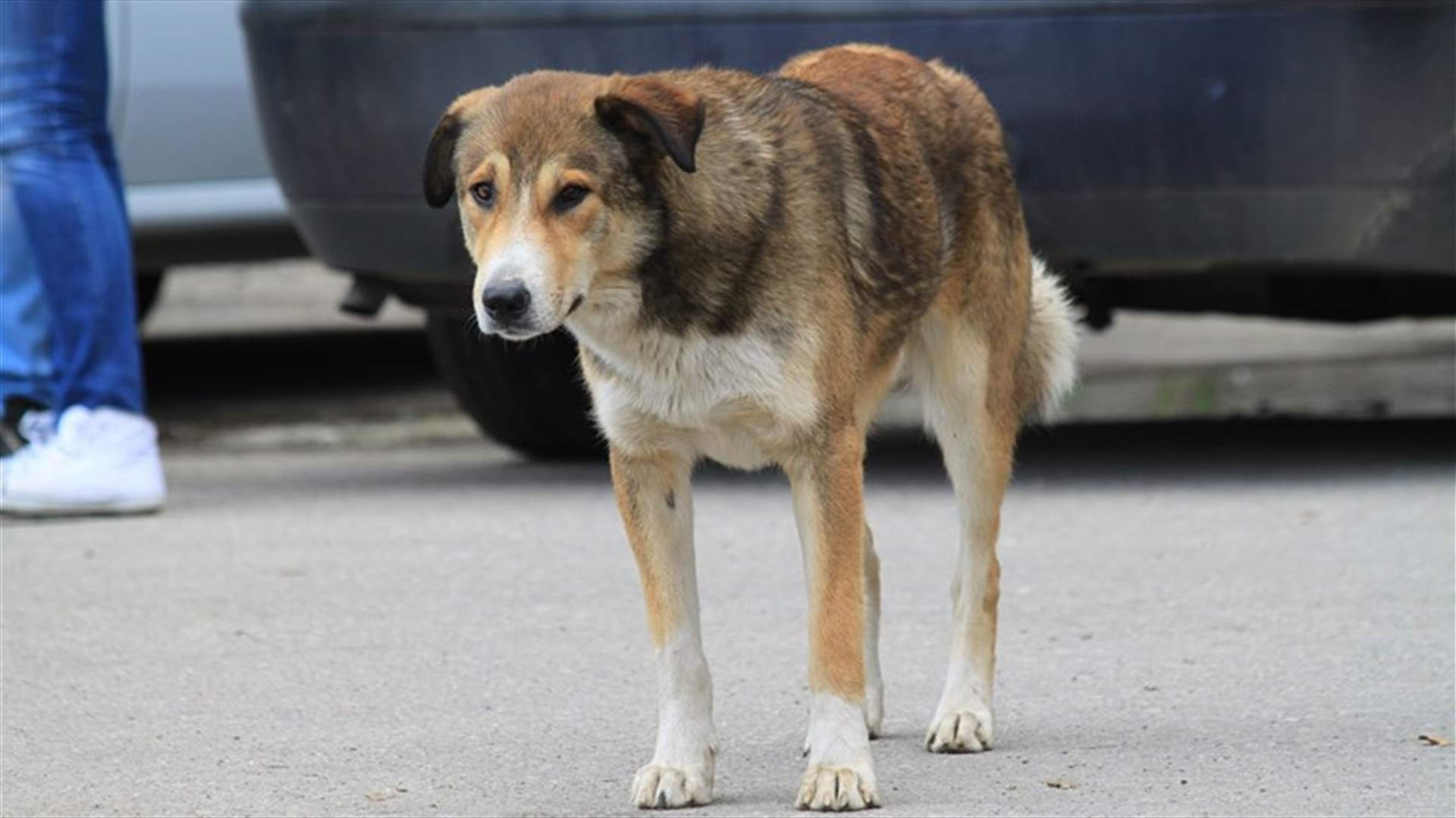 Palestinian Doctor Dolittle cares for Gaza's stray dogs