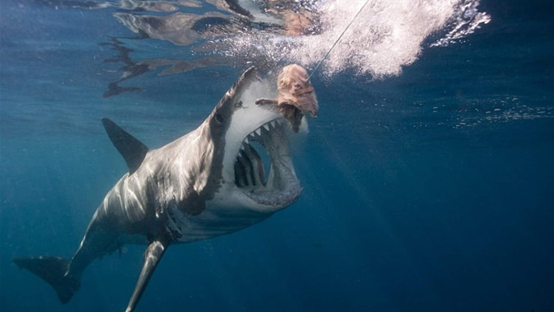 بالفيديو: سمكة قرش يبلغ طولها 6 أمتار!