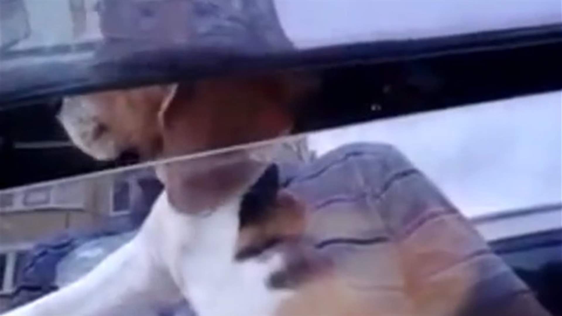 فيديو مضحك: كلب قائد أوركسترا موسيقية داخل السيارة!