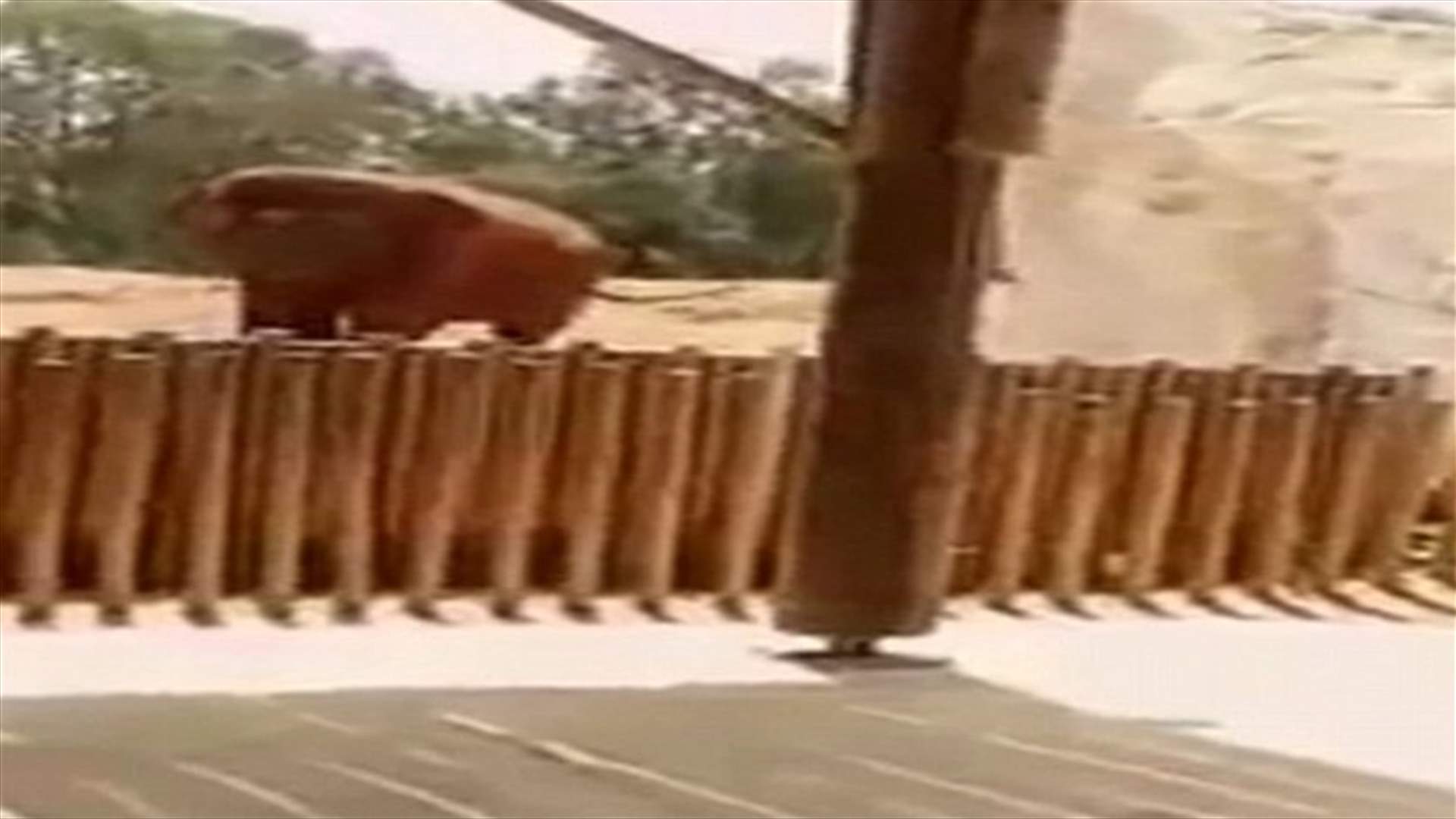 بالفيديو: زارت حديقة الحيوانات مع أهلها... فعادت جثة!