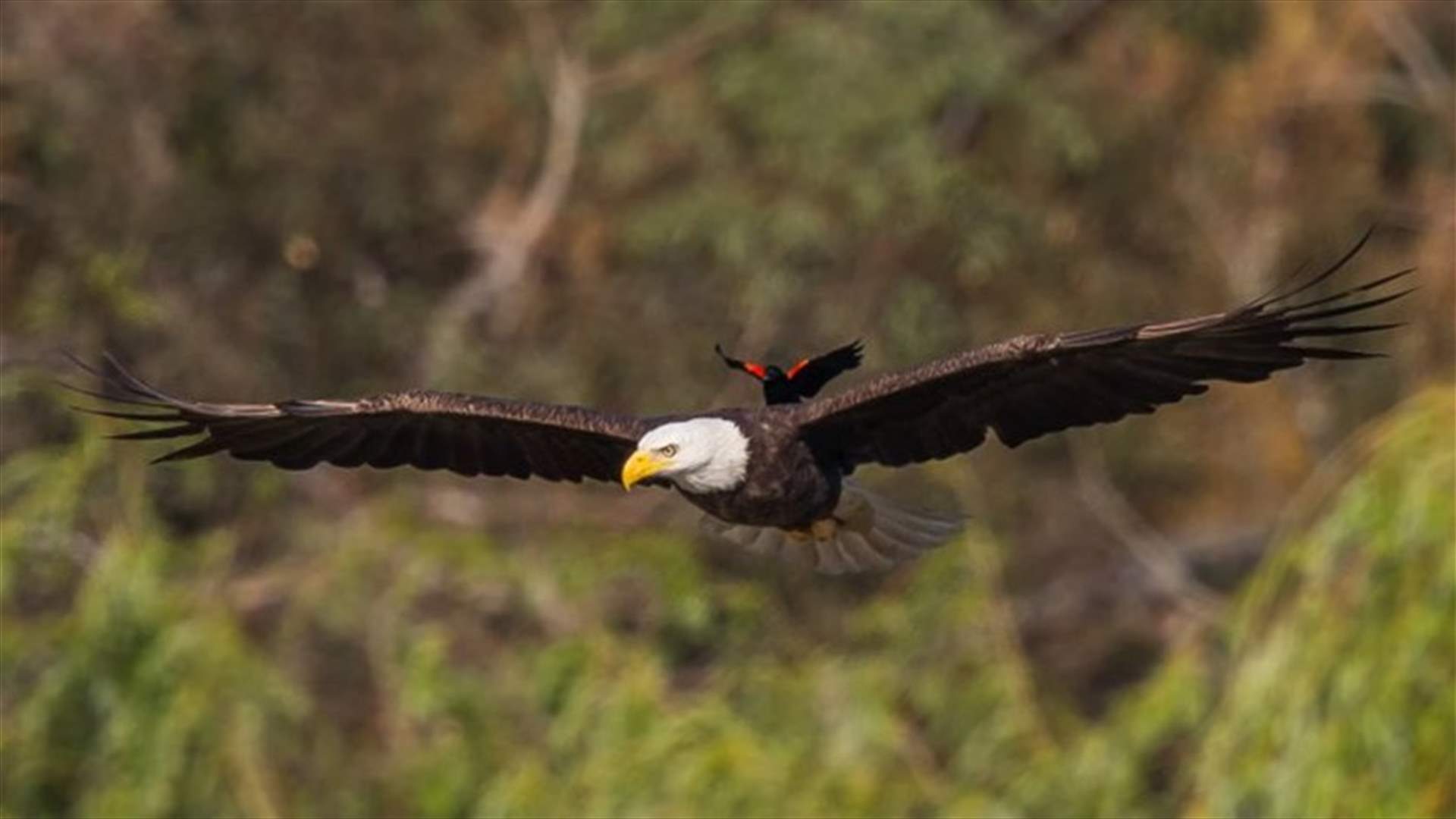 Blackbird Pictured Hitching a Ride on Eagle’s Back