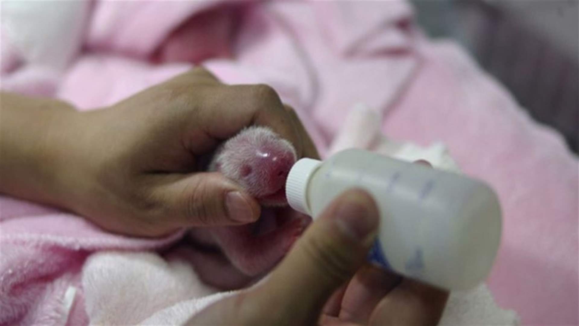Panda Twins Born In China's Sichuan Province