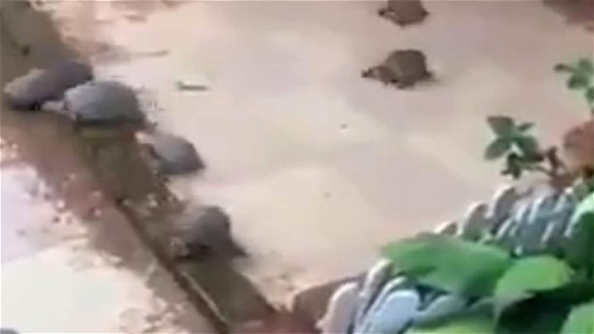[VIDEO] Hungry Tortoises Running For Dinner Proves They Can Be Speedy When They Want To Be 