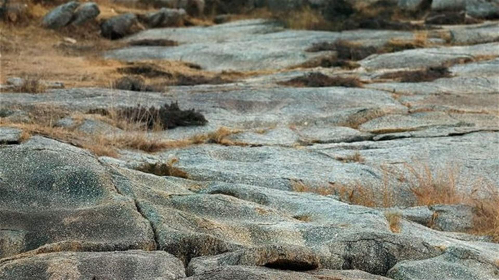 هل ترون الفهد في هذه الصورة؟