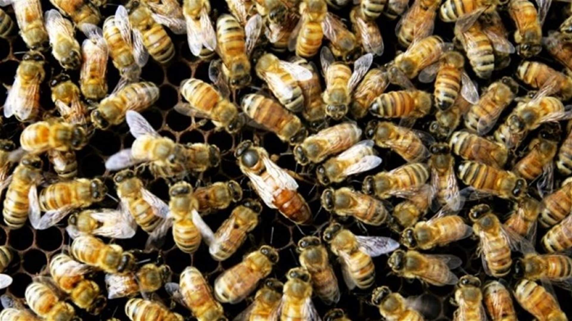 Bee Rescue Mounted after Hospital Breaks out in Hives
