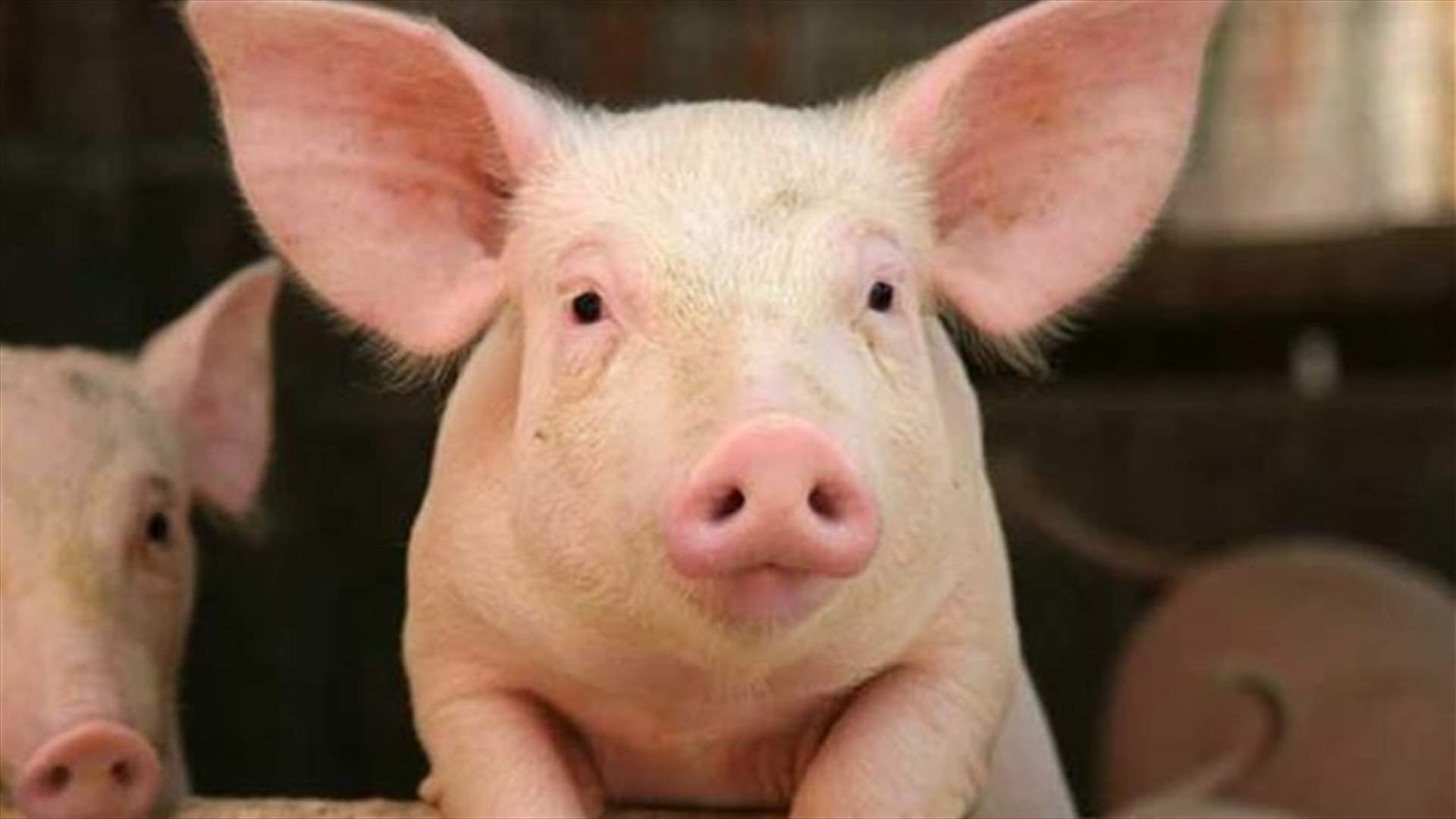 بالصورة: خنزير يشرب الحليب من ضرع بقرة!