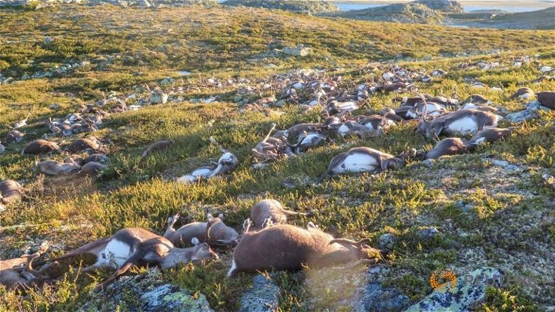 Freak Lightning Storm Kills 323 Reindeer In Norway