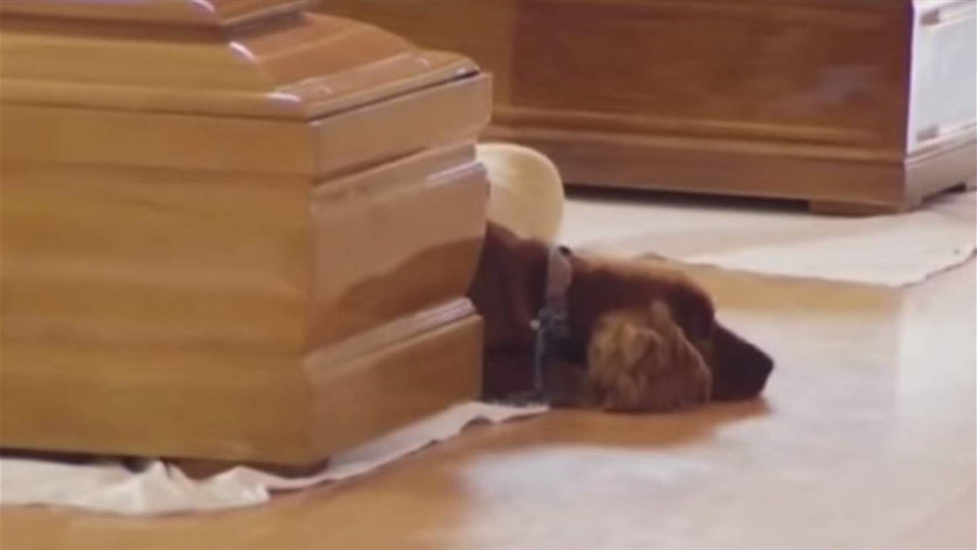 بالفيديو - كلب يبكي العالم برفضه ترك نعش صاحبه الذي قضى في زلزال ايطاليا