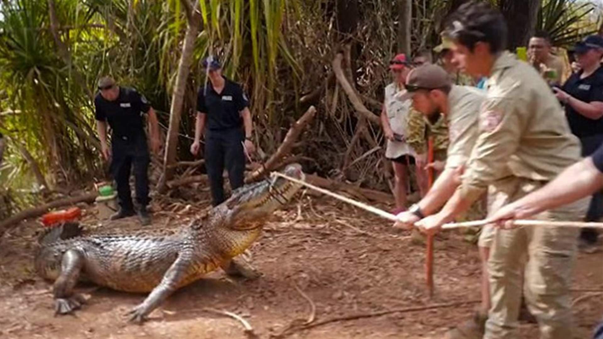 Cow-​Eating ​Croc ​Caught ​In Northern Australia