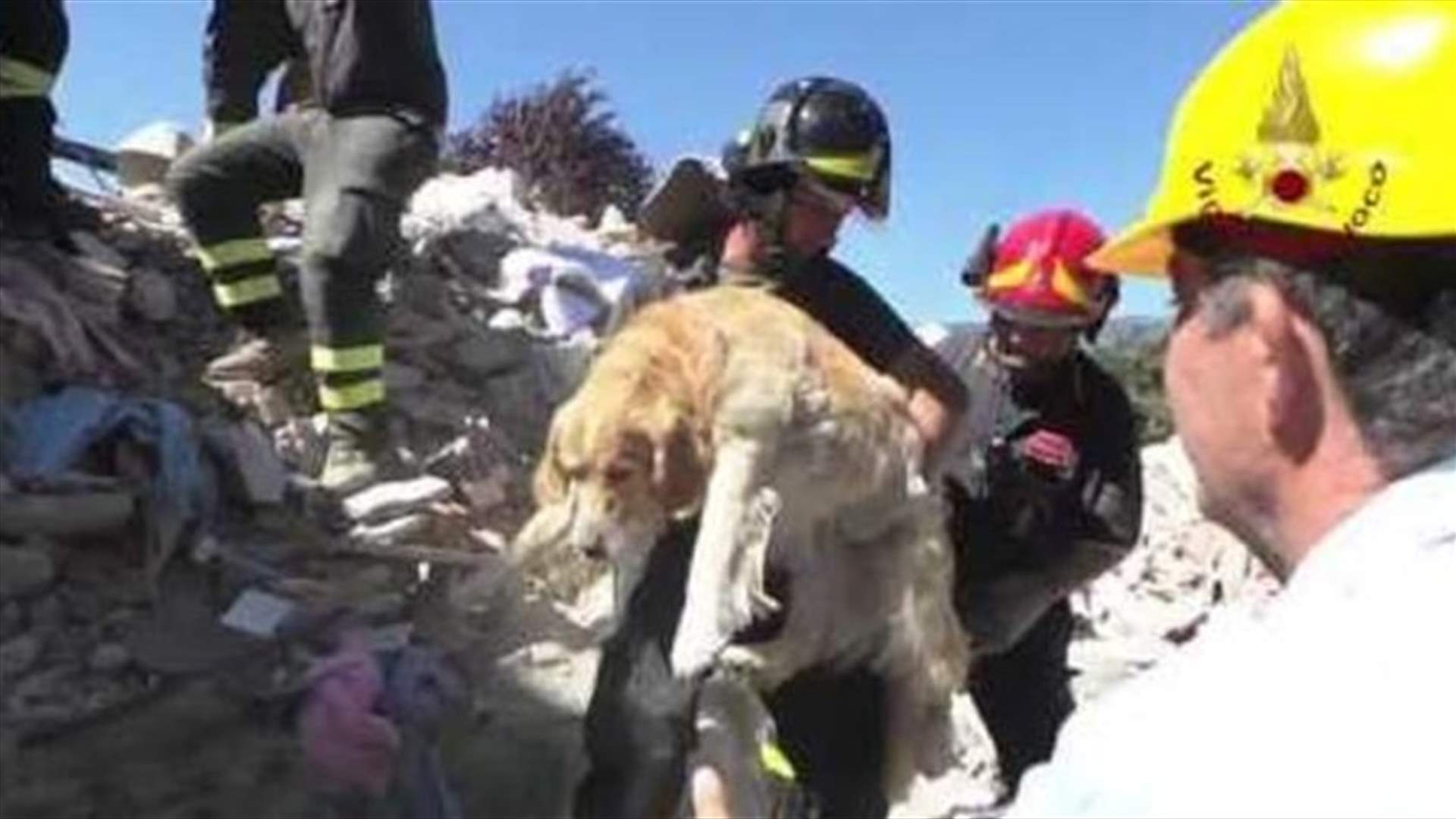 Dog Called Romeo Rescued From Rubble 10 Days After Italy Quake