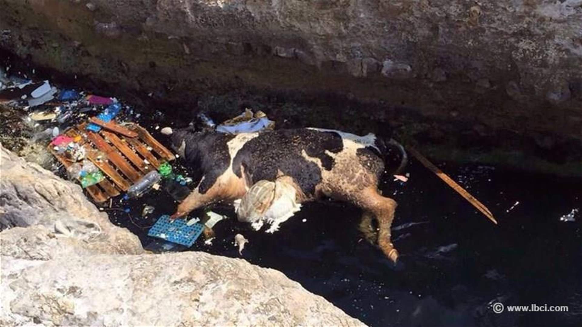 بالصورة: بحره .. بره درة الشرقين 