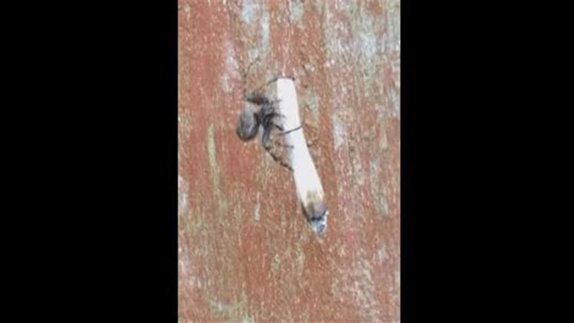 بالفيديو: عنكبوت يُدخّن سيجارة...