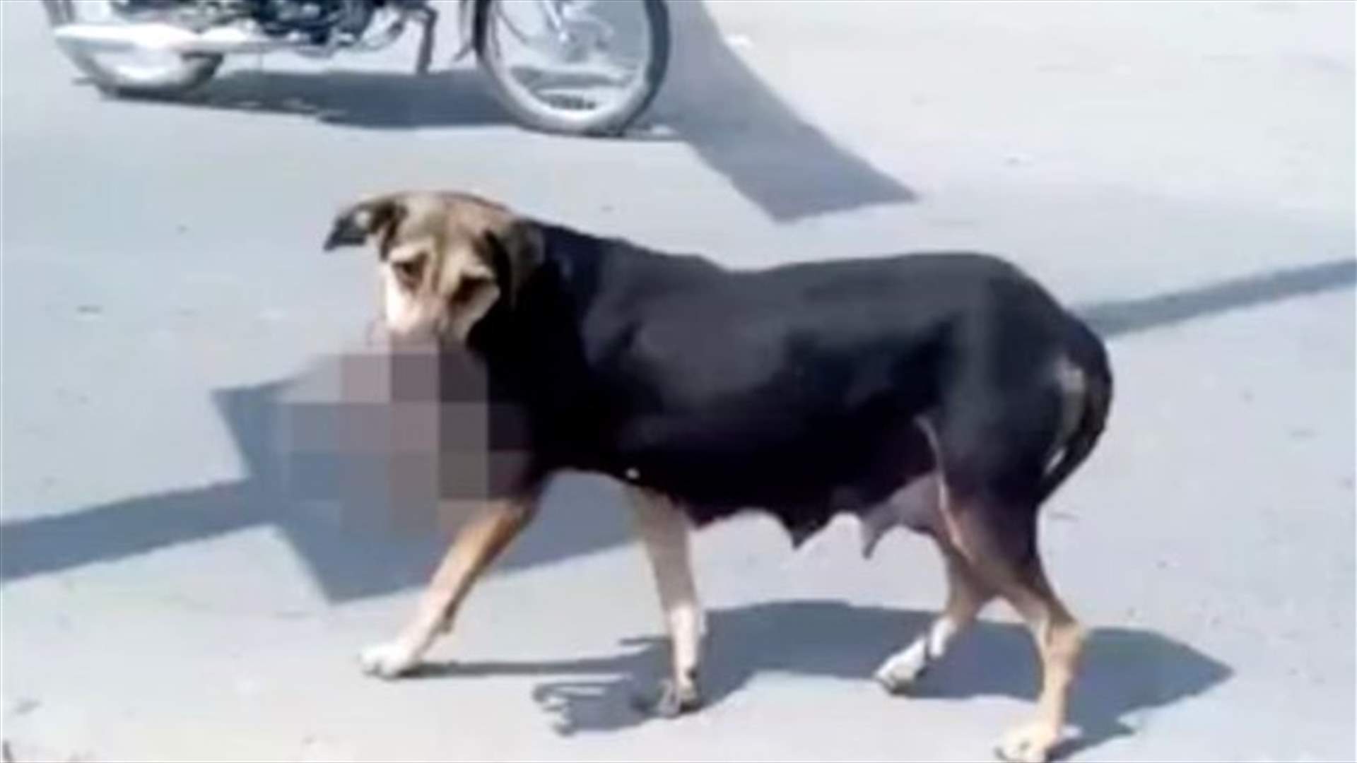 فيديو صادم لكلب يحمل جثة رضيع في فمه ويعبر الطريق