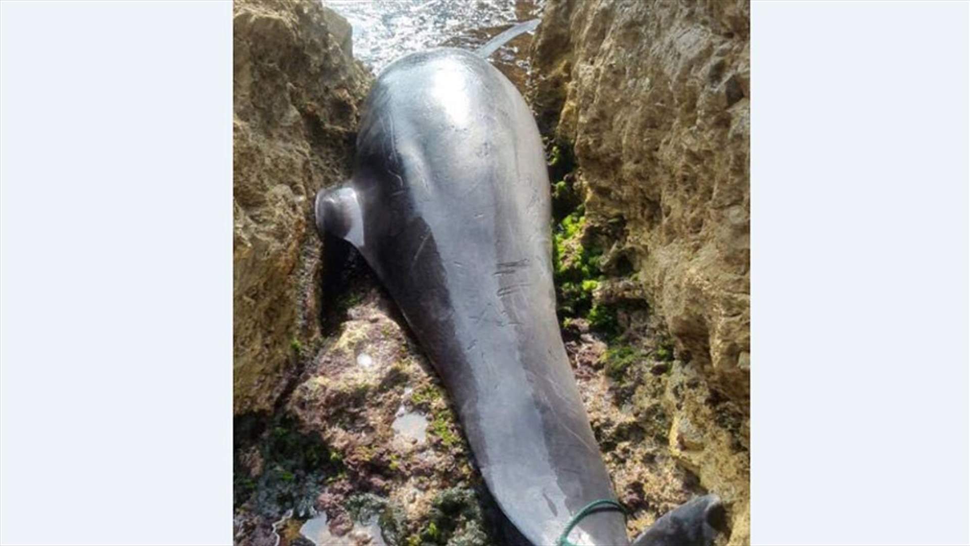 مأساة جديدة في طبرجا والضحية... دلافين 