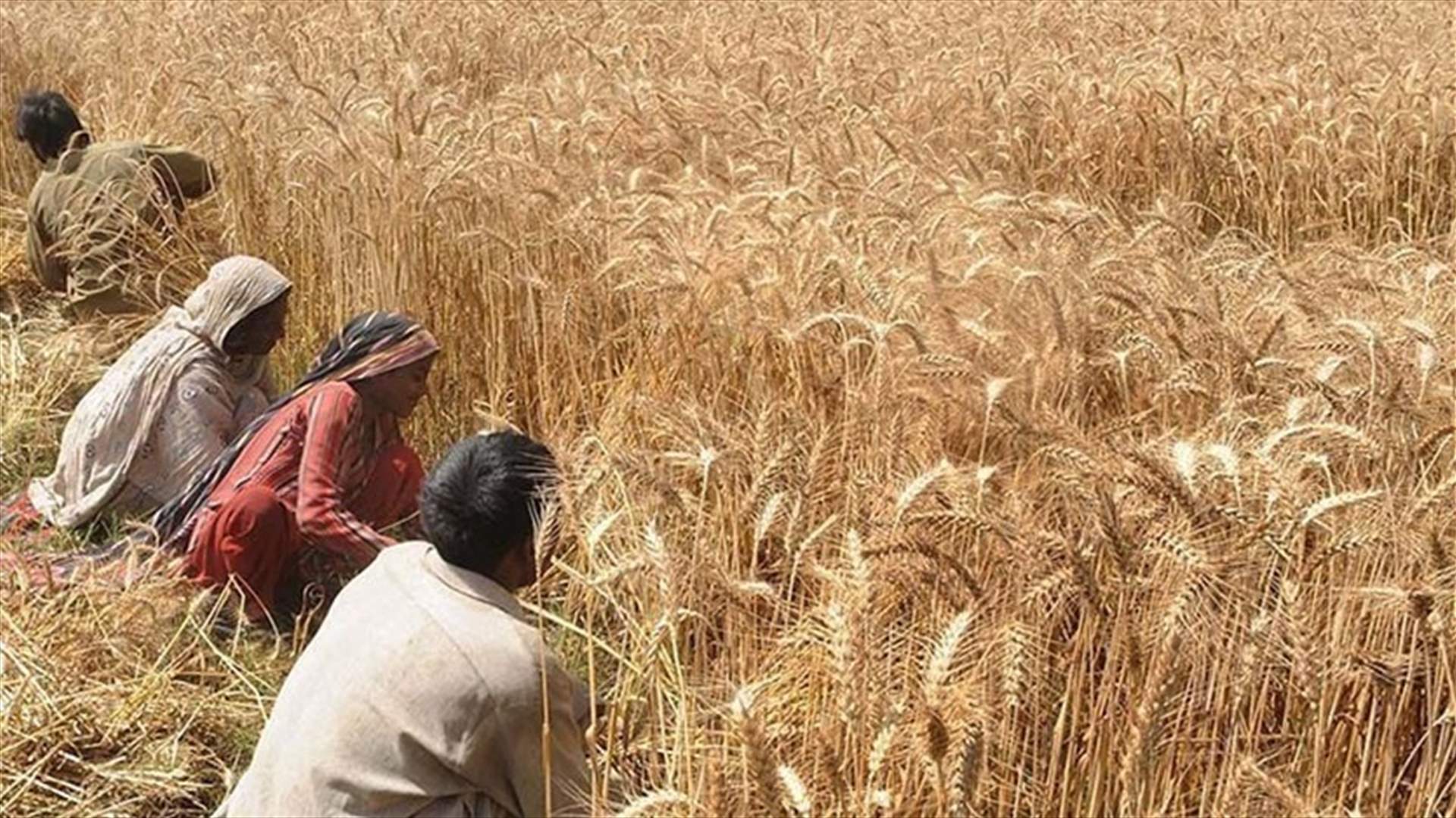 Battered by war, Syria&#39;s wheat crop halved this year to new low