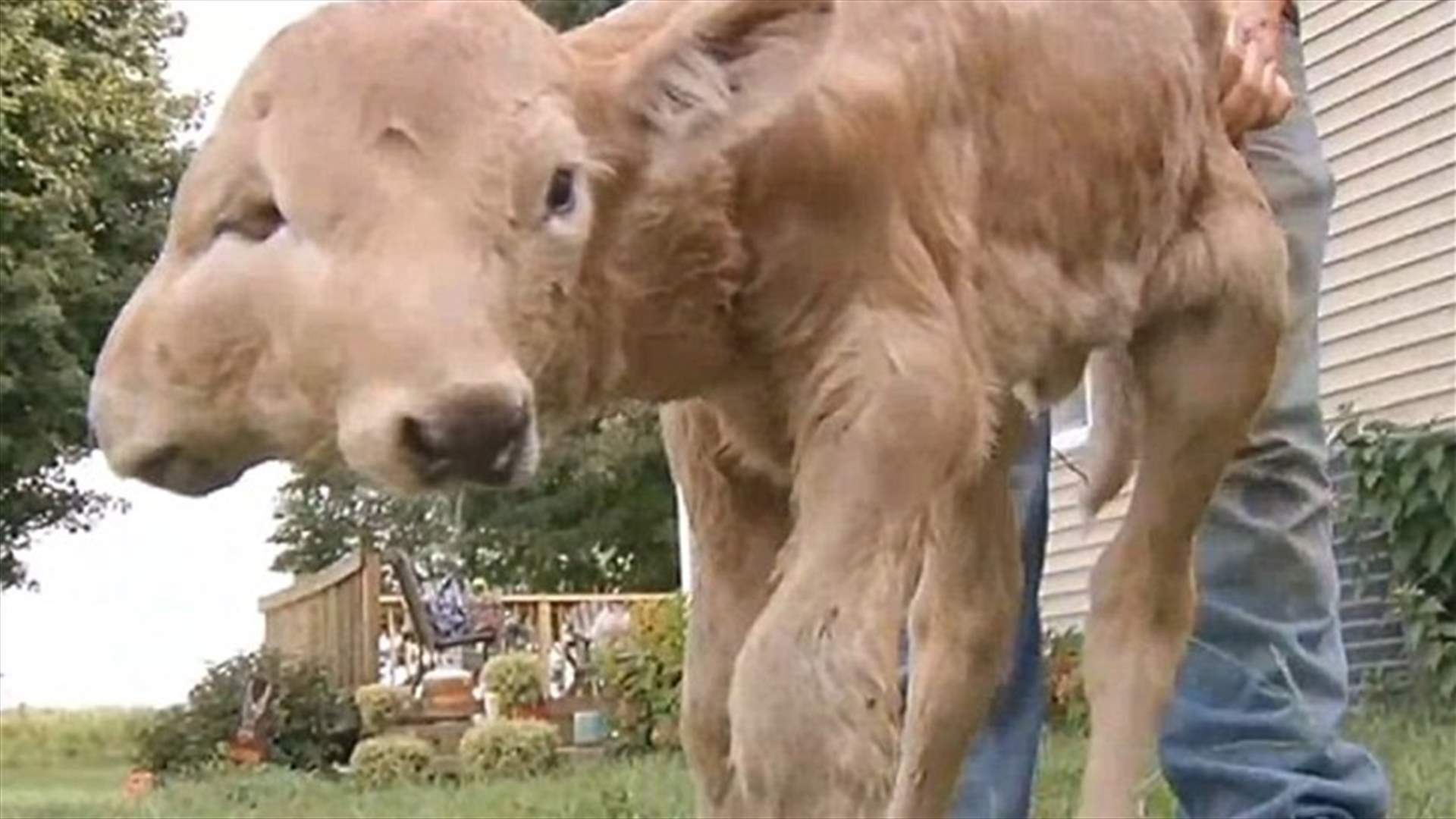 بالفيديو: ولادة عجل بوجهين كاملين!