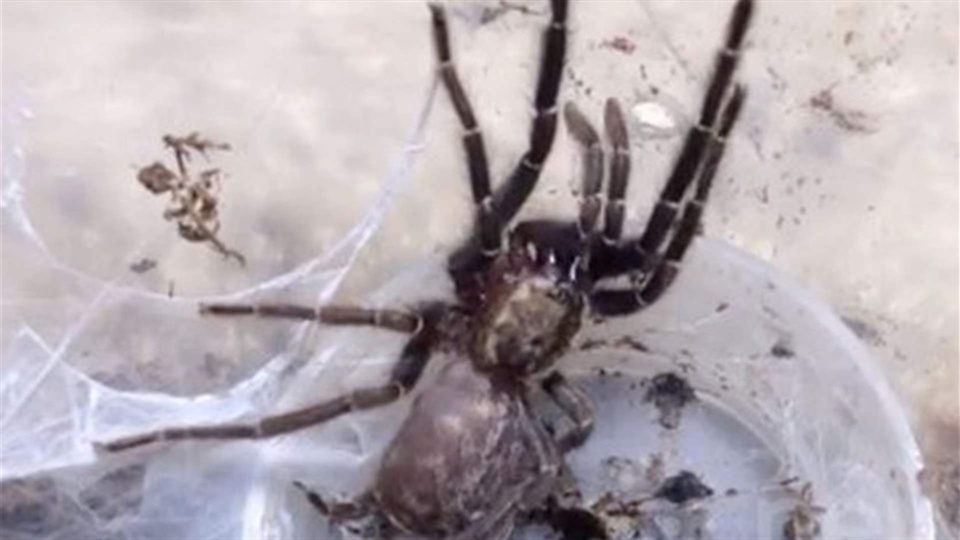 Video Shows Tarantula Crawling out of Its Own Skin 