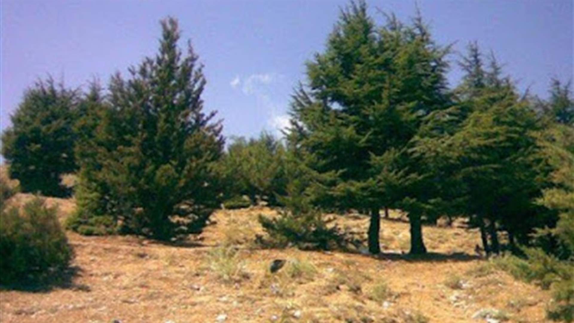 بالصورة - رفع أول علم لبناني على جبل أرز فالوغا