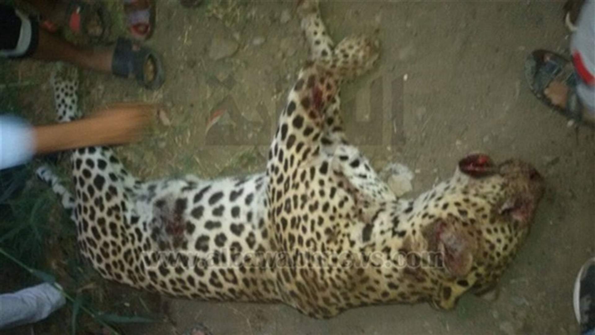 نمر التهم طفلة وأثار الذعر في مصر... والشرطة تقتله