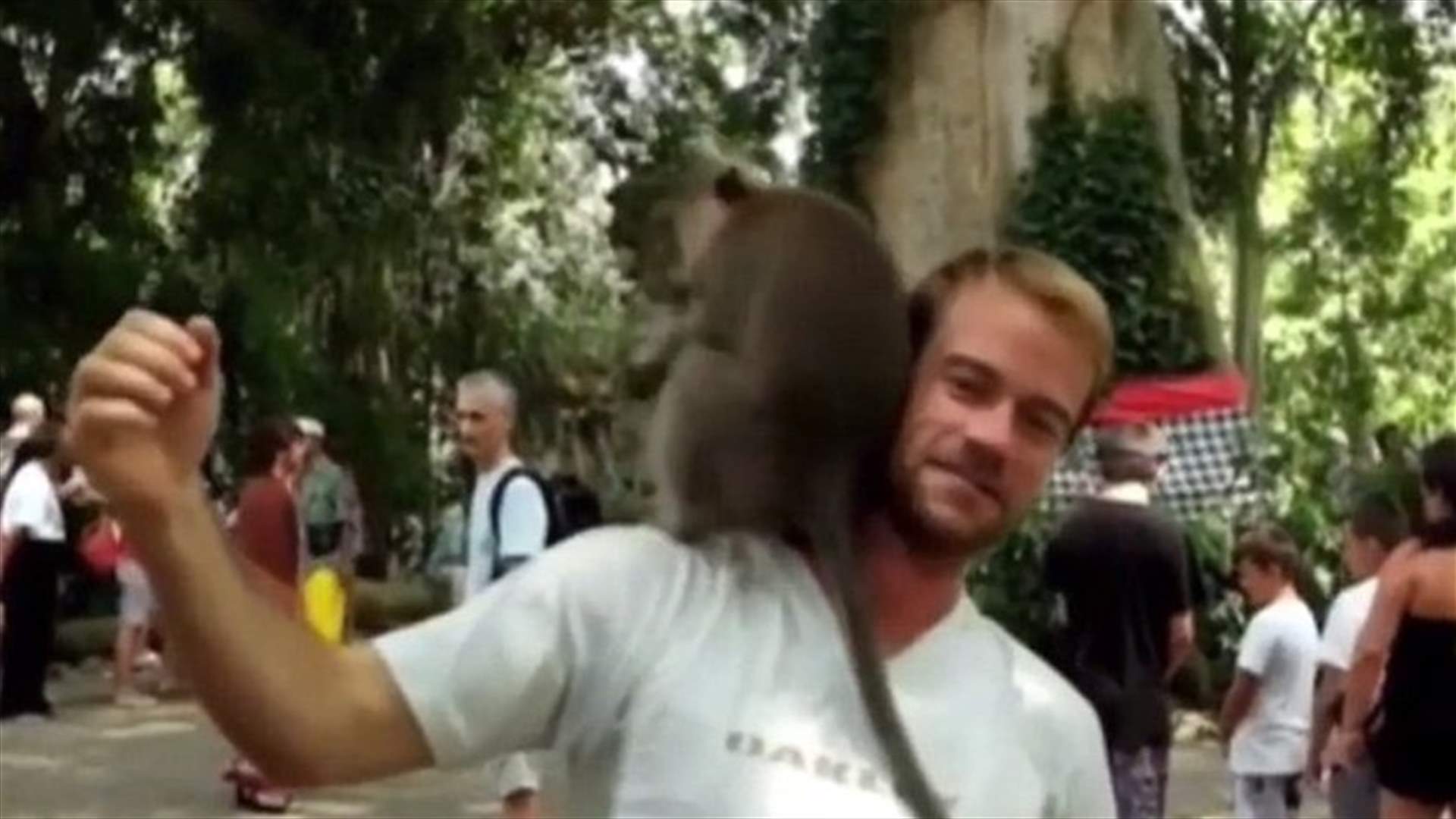 فيديو مضحك: قردان قفزا على رأس أحد السياح... فماذا فعلا؟