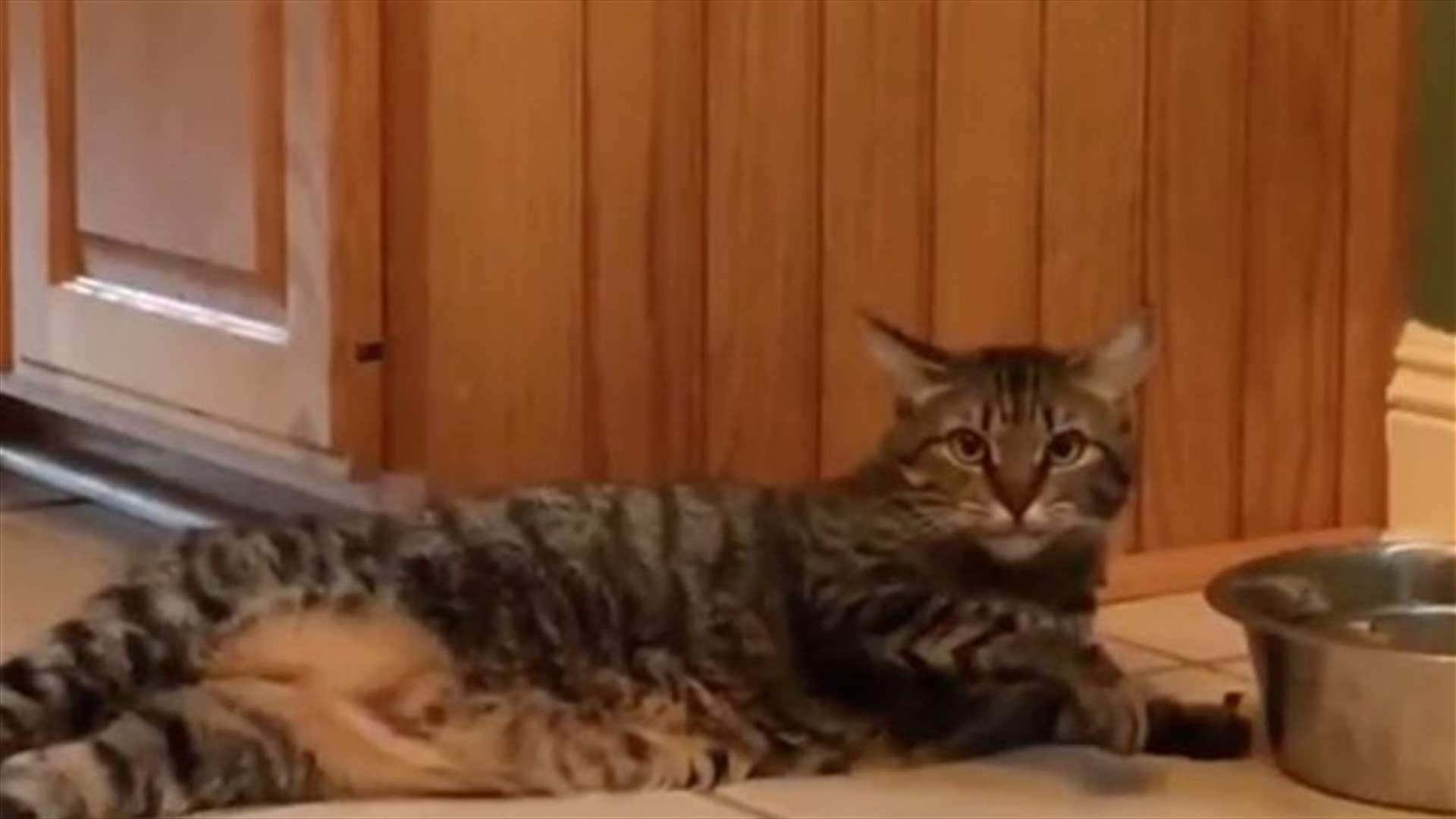 [VIDEO] This Lazy Cat Can’t Be Bothered to Get Up for a Drink of Water