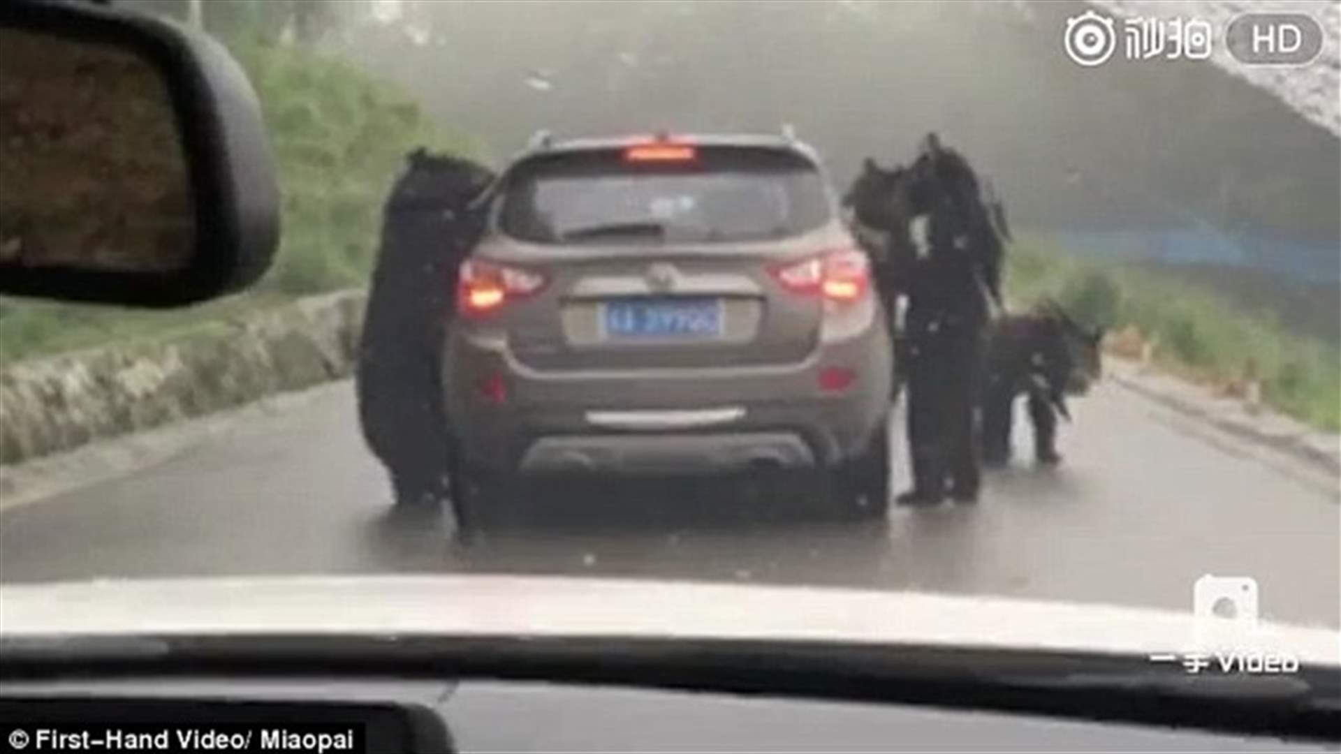 بالفيديو: سيارة في داخلها أشخاص... تتعرّض لهجوم شرس من دببة!