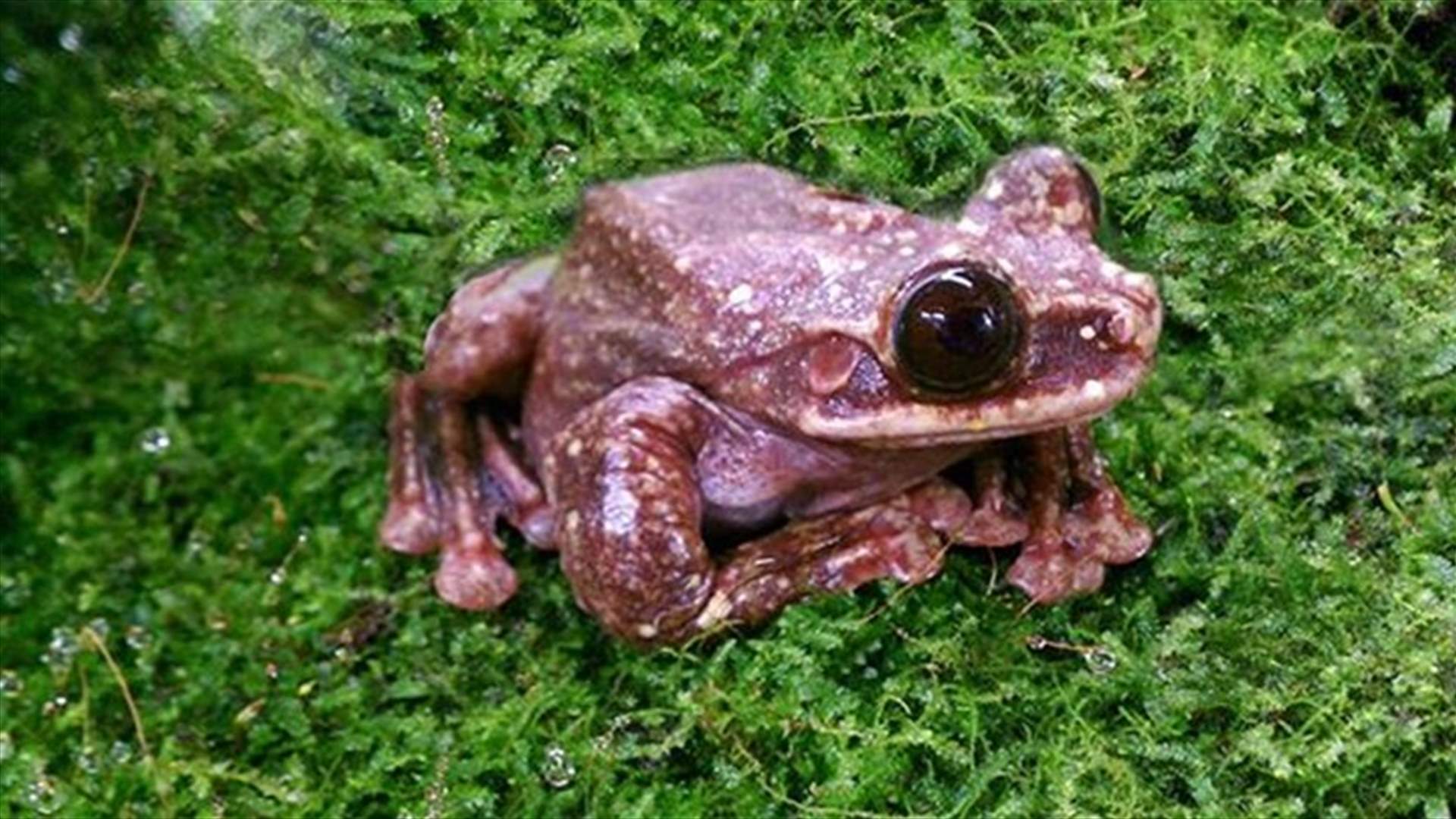 The Loneliest Frog On Earth Dies