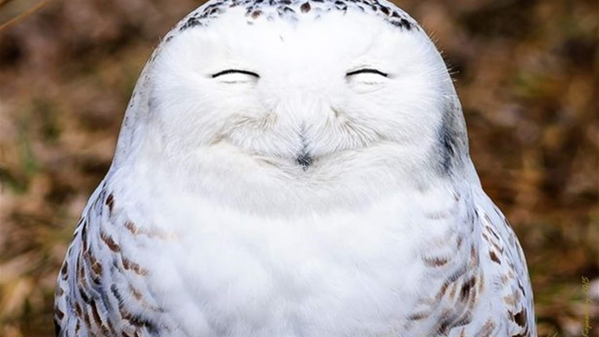 [PHOTOS] Adorable Laughing Animals That Can&#39;t Fail To Make You Smile