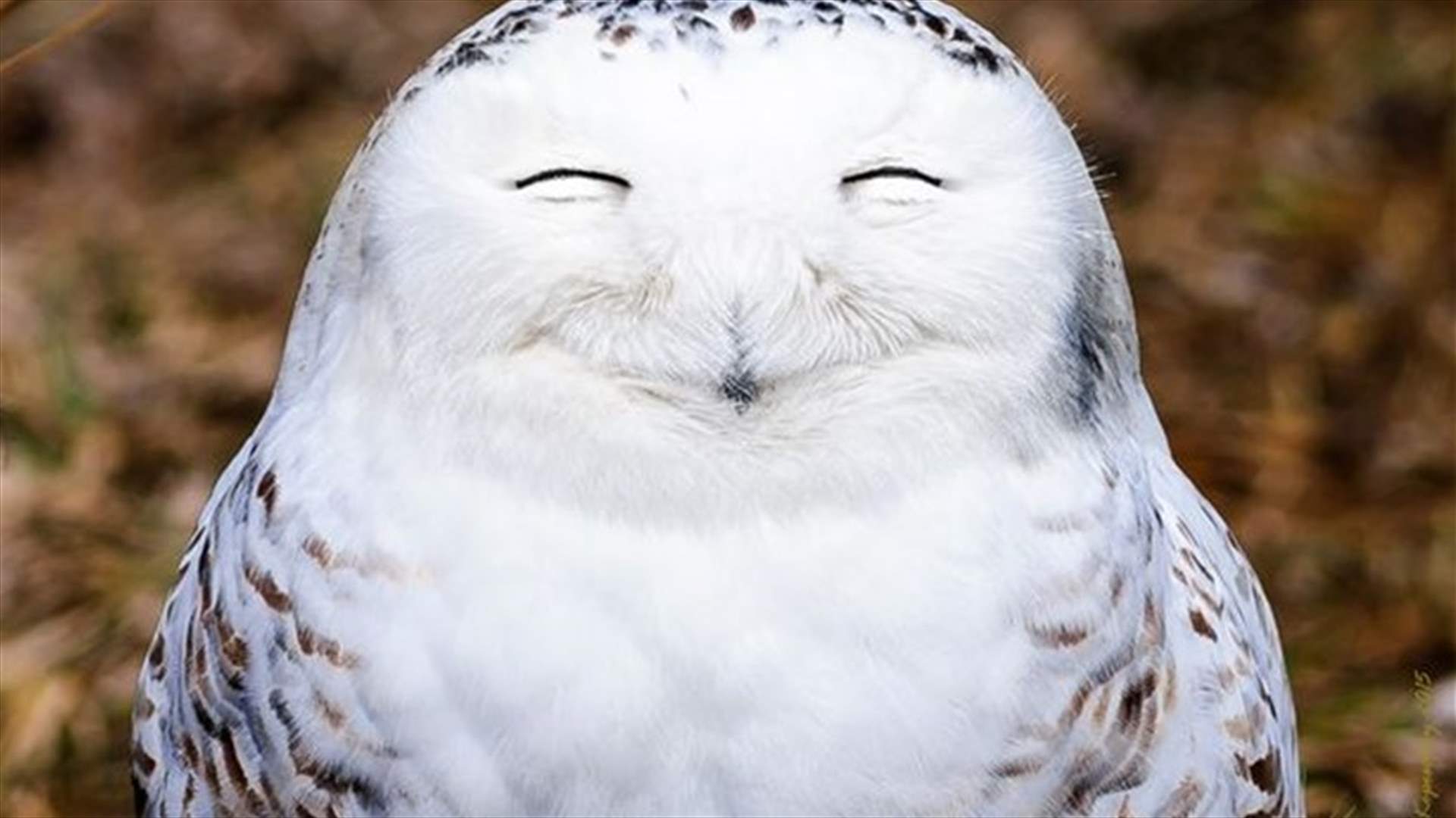 [PHOTOS] Adorable Laughing Animals That Can't Fail To Make You Smile