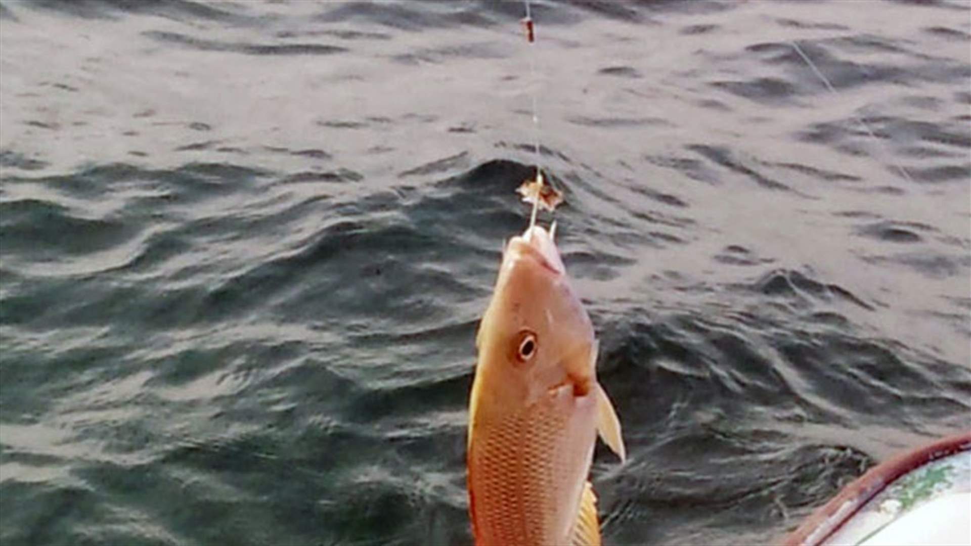 Fishermen arrested in Chekka for using toxic substance to catch fish