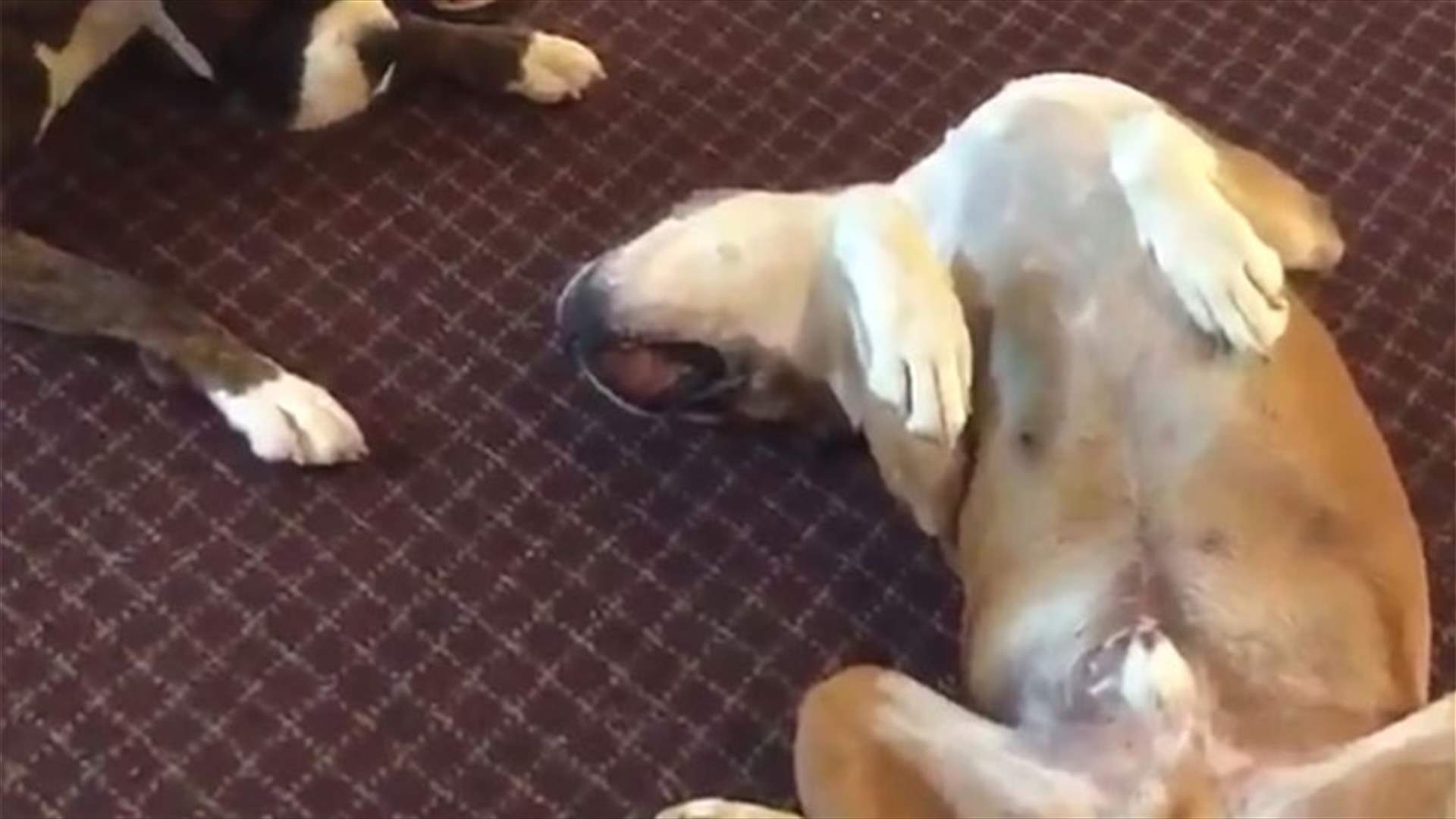  بالفيديو: كلب يحزن في كل مرة يتظاهر صديقه بالموت 