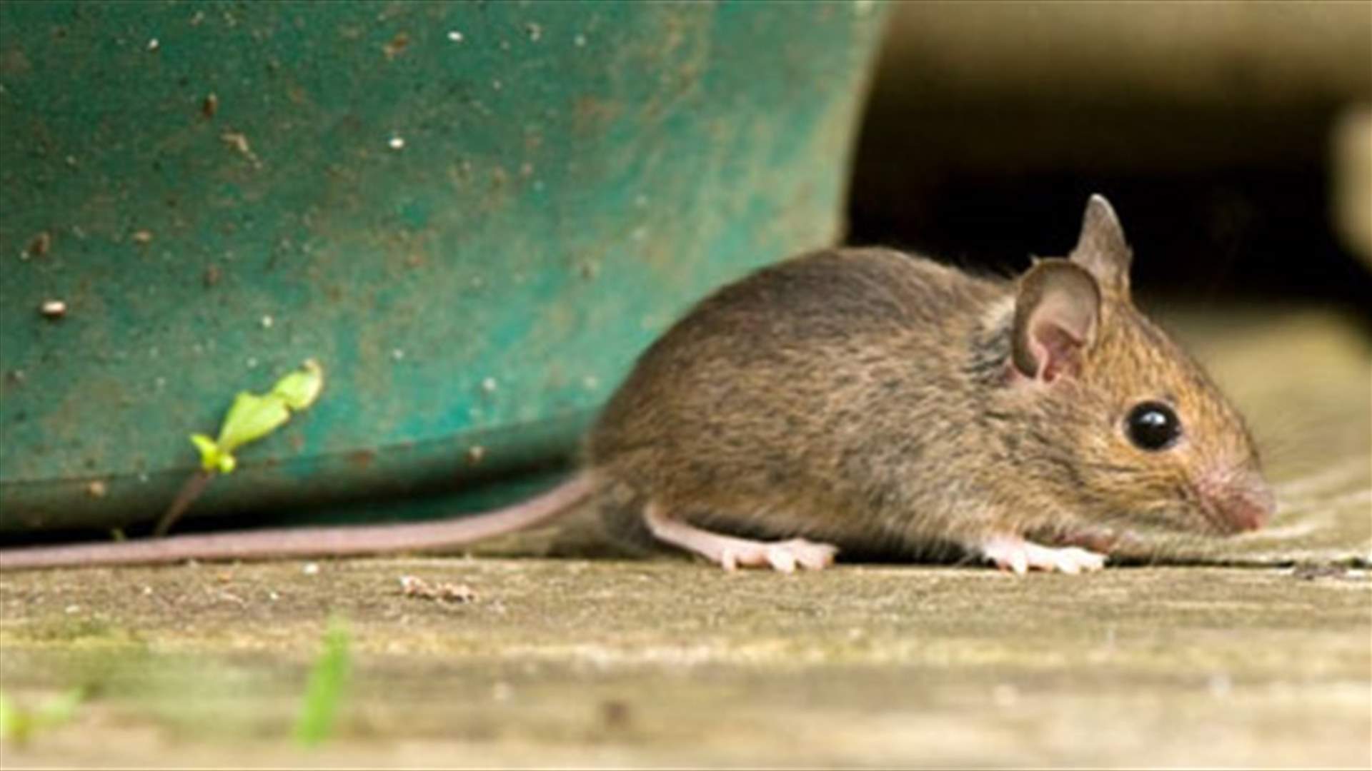طريقتان للقضاء على الفئران الموجودة في منازلكم!
