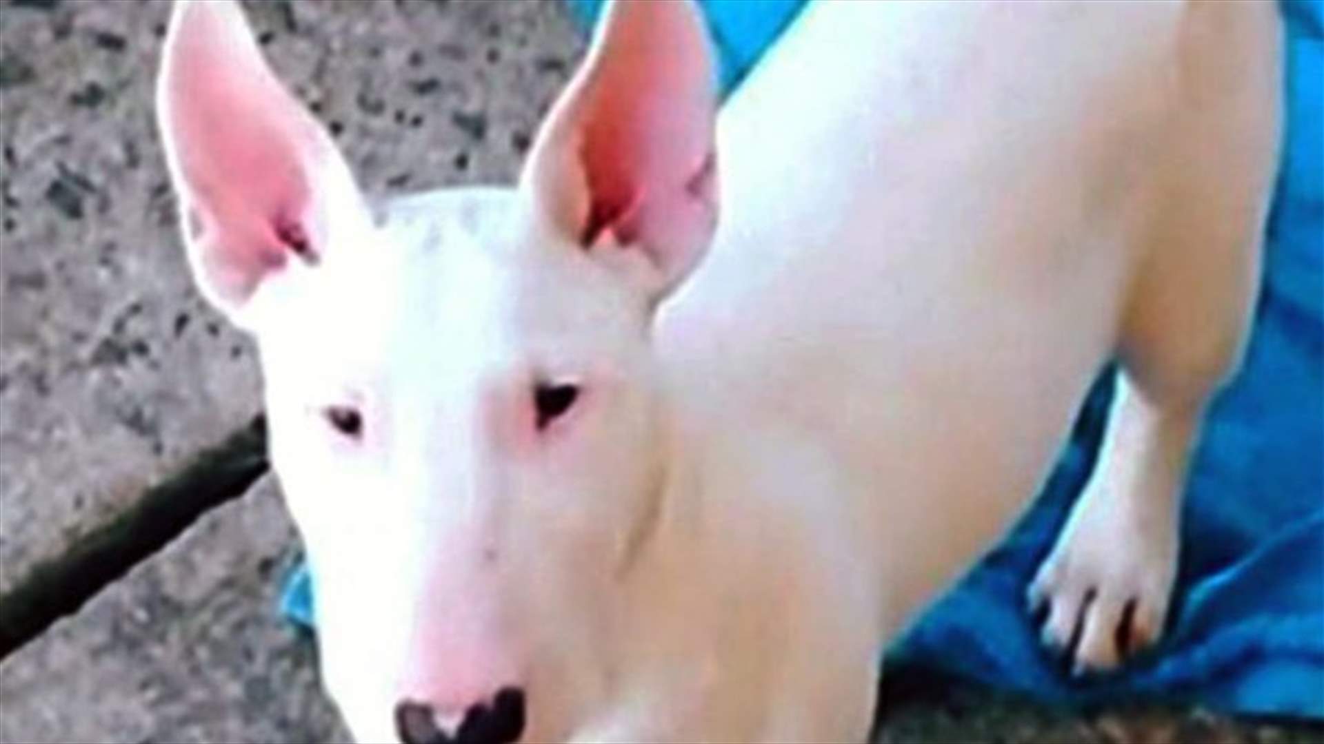 بالصورة: كلب لديه 5 وشوم... يثير الضجة عبر مواقع التواصل الاجتماعي
