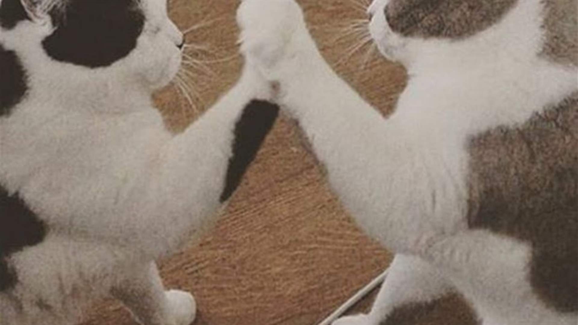 Three Pet Cats Launch into a Game of Pat-a-Cake