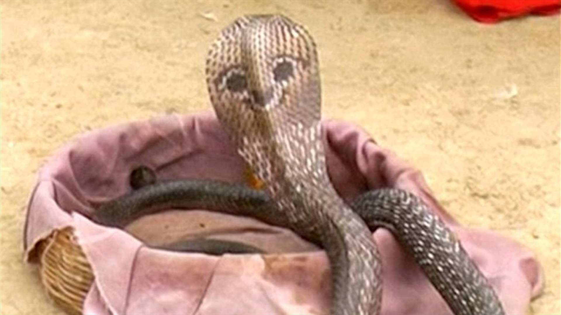 بالفيديو: أفعى بوجه ضاحك في الهند!