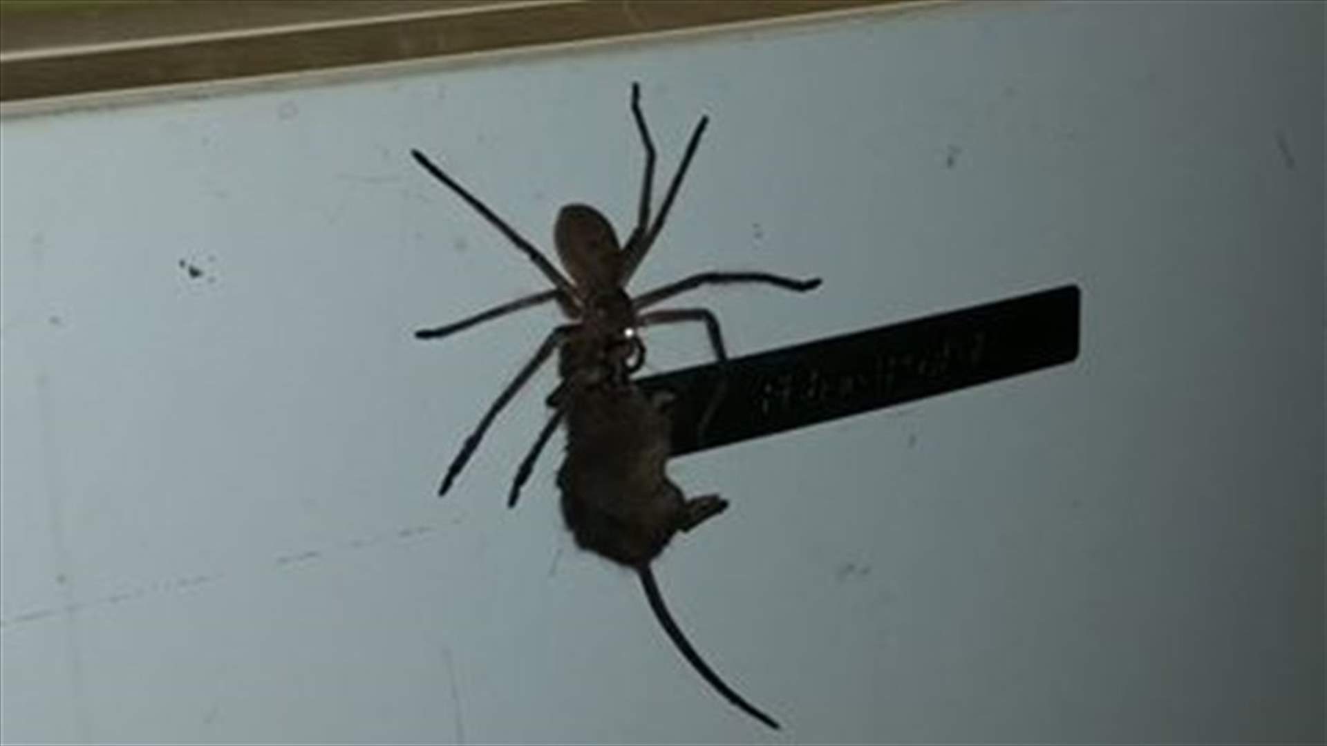 [VIDEO] Giant Spider Tries To Eat A Mouse