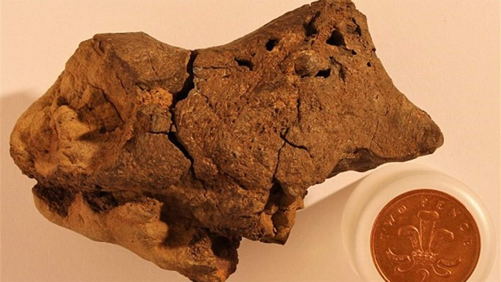 دماغ ديناصور عمره أكثر من 130 مليون سنة يكشف حقيقة علمية جديدة!