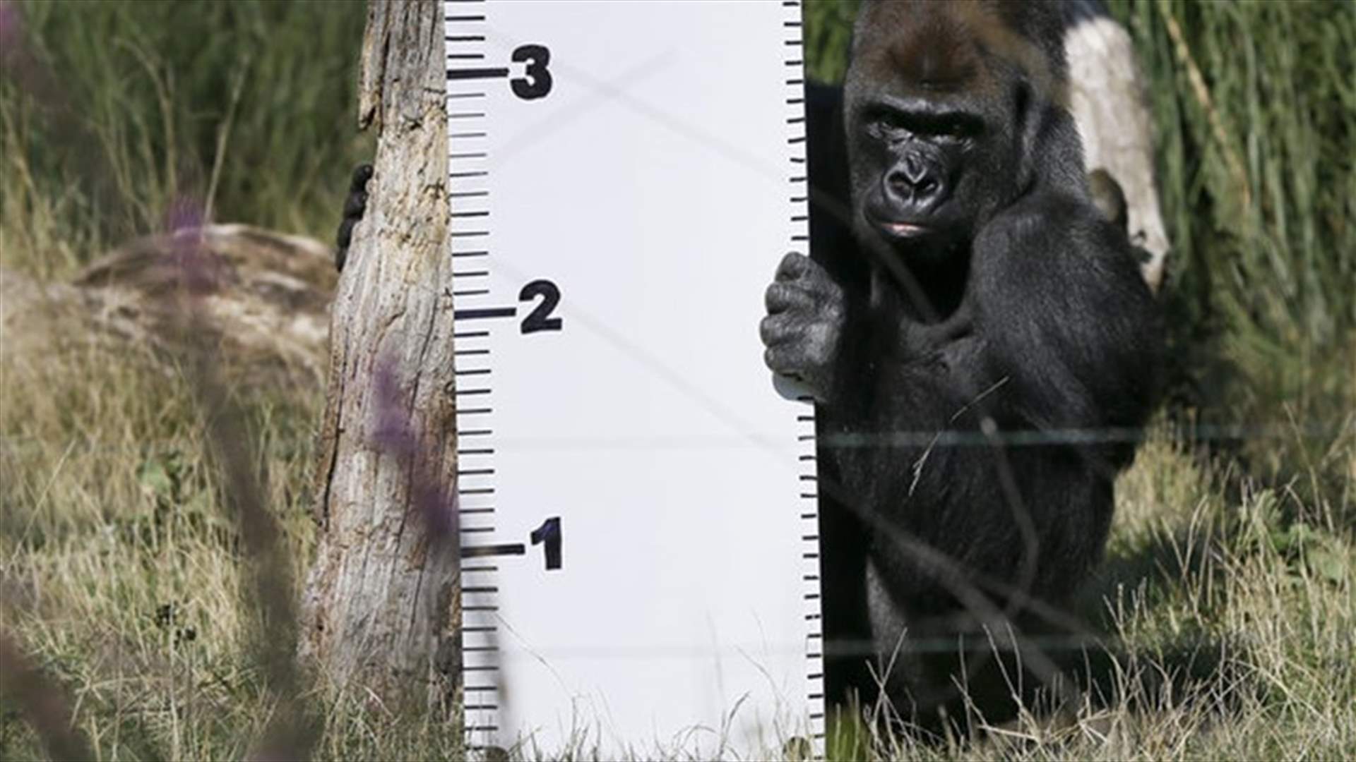 Gorilla Recaptured after Escaping London Zoo