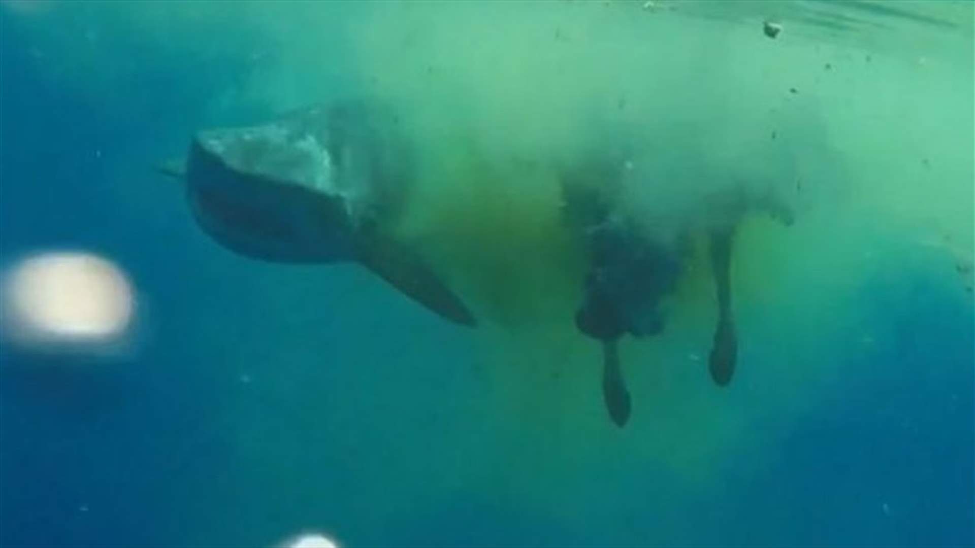 Bizarre footage shows shark eating a cow in the ocean 
