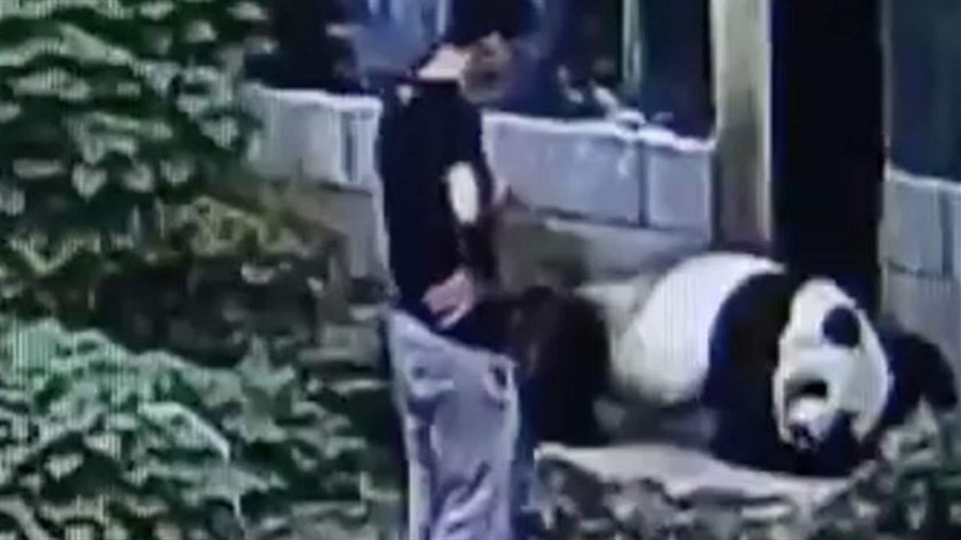 بالفيديو: باندا يصارع رجلا تسلّل إلى حظيرته 