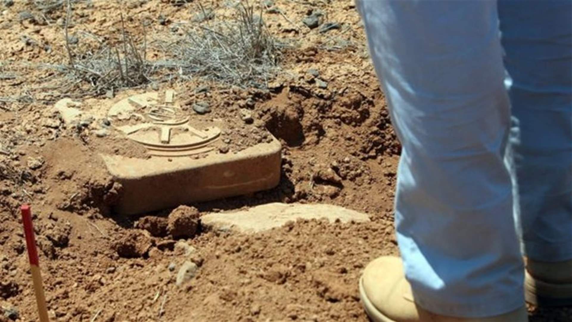 نبتة السبانخ لرصد المتفجرات