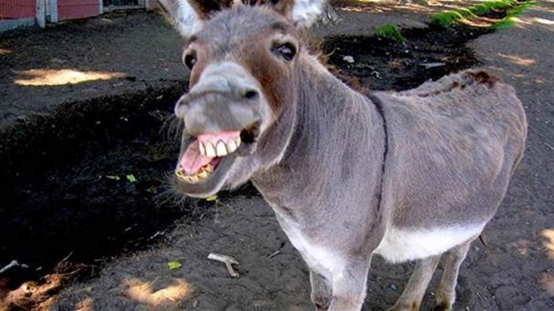 بالفيديو- هكذا انقذ الحمار!