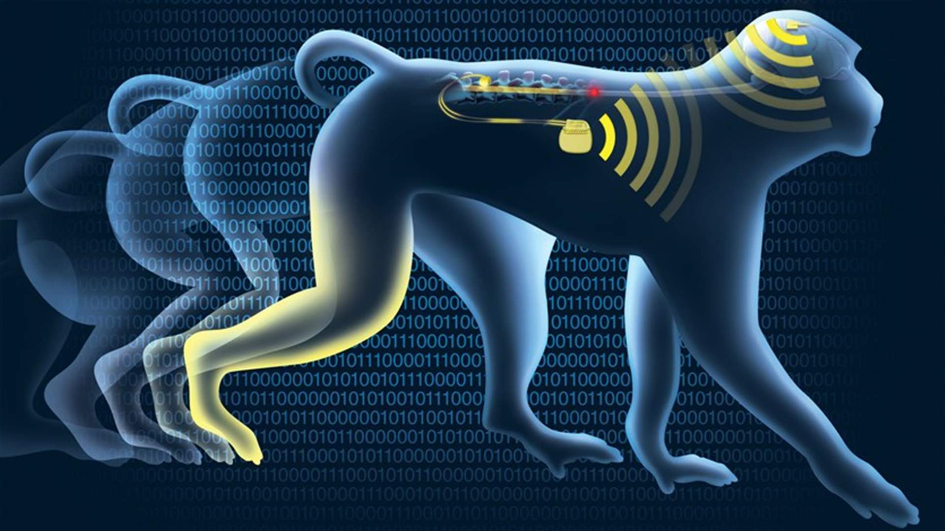 Paralyzed Monkeys Walk Again With Wireless "Brain-Spine Interface"